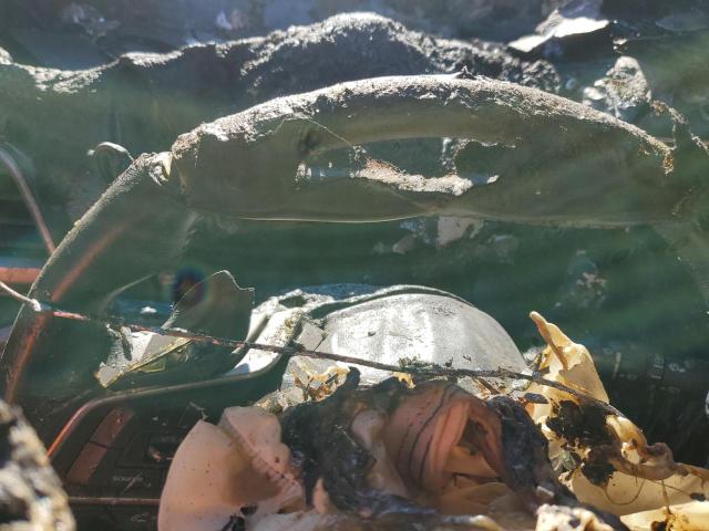 Фото 9 - SUBARU FORESTER